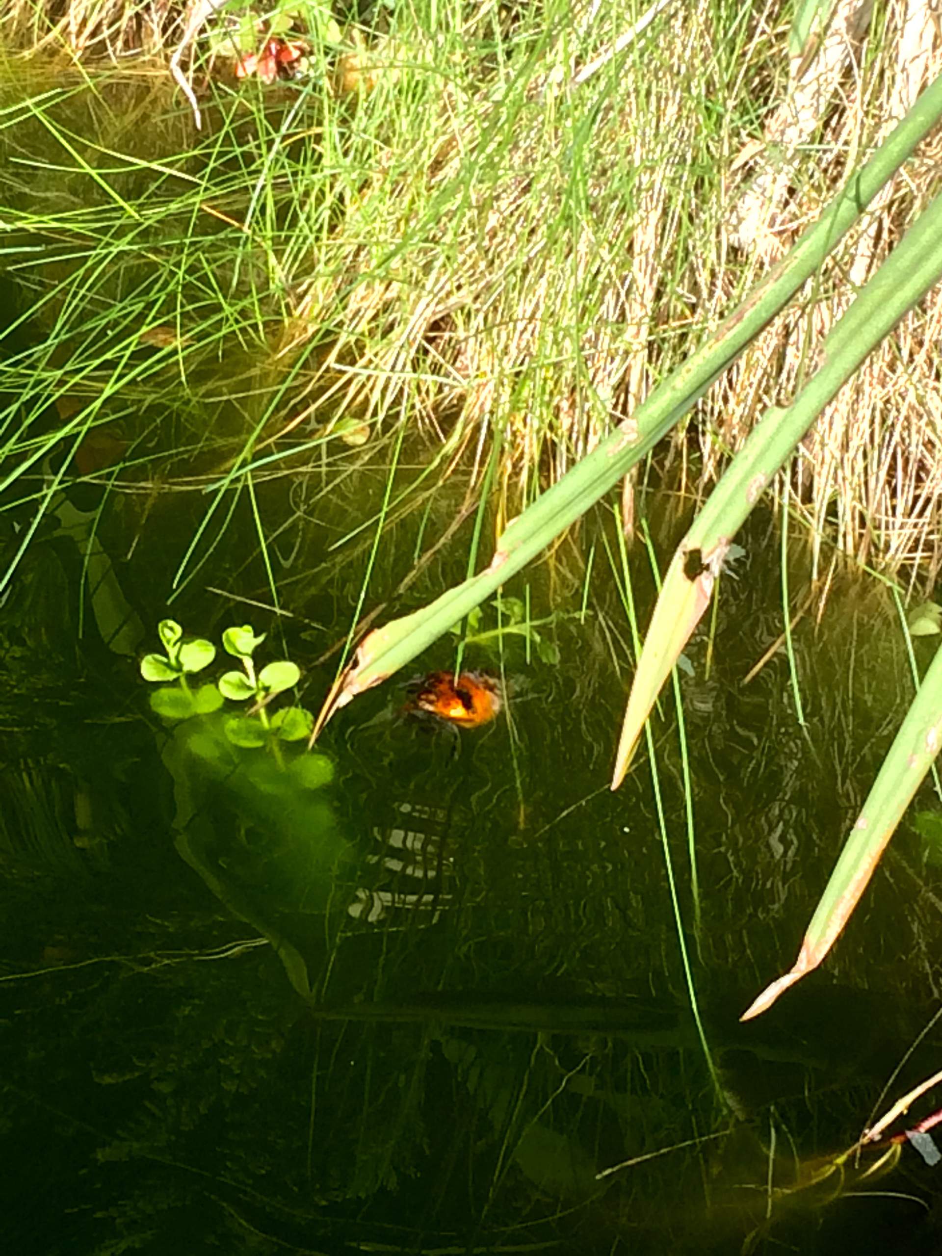 55+ Schleierschwanz Im Teich Überwintern, Im aquarium bei licht und