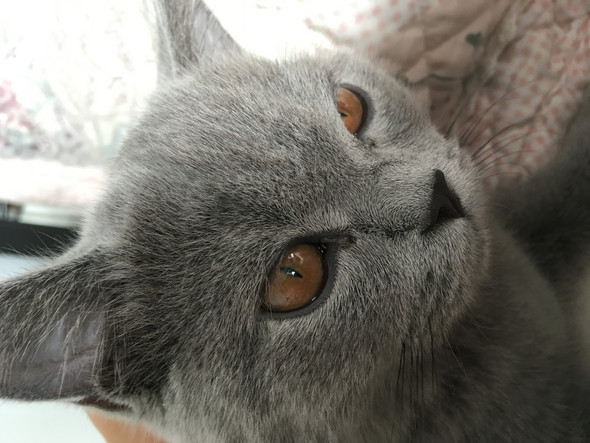 Schleim Am Auge Katze Tierarzt Schleim Am Auge Katze Tierarzt