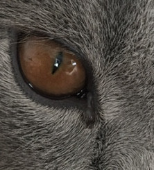 Schleim Am Auge Katze Tierarzt Schleim Am Auge Katze Tierarzt