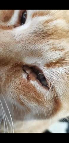 schleim aus auge der katze siehe bild computer tiere krankheit