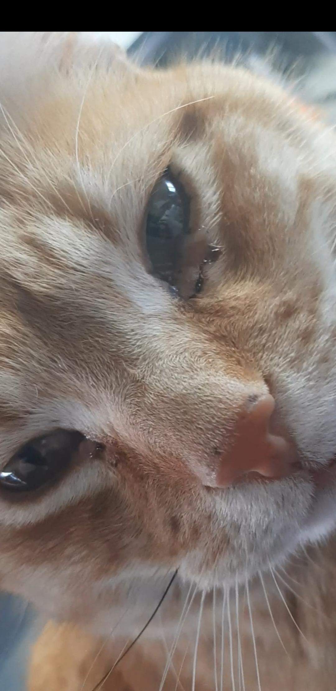 Schleim aus Auge der Katze? (Siehe Bild?)? Tiere, Krankheit)