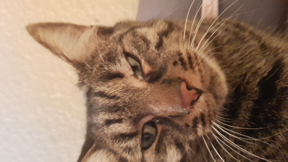 Schleim Im Auge Meiner Katze Fotos Soll Ich Zum Ta Gesundheit