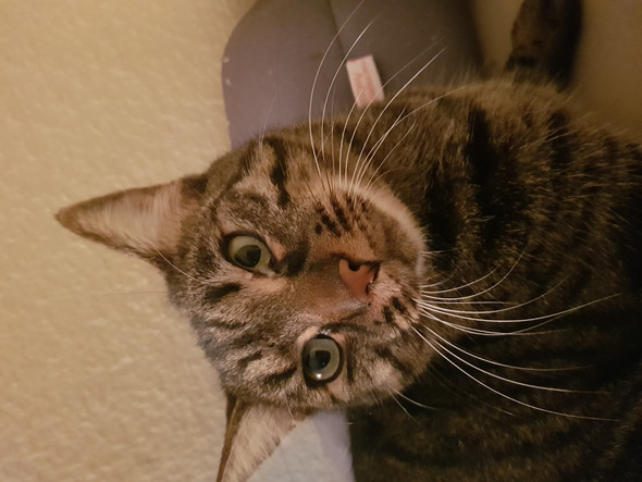 schleim im auge meiner katze fotos soll ich zum ta gesundheit und medizin augen