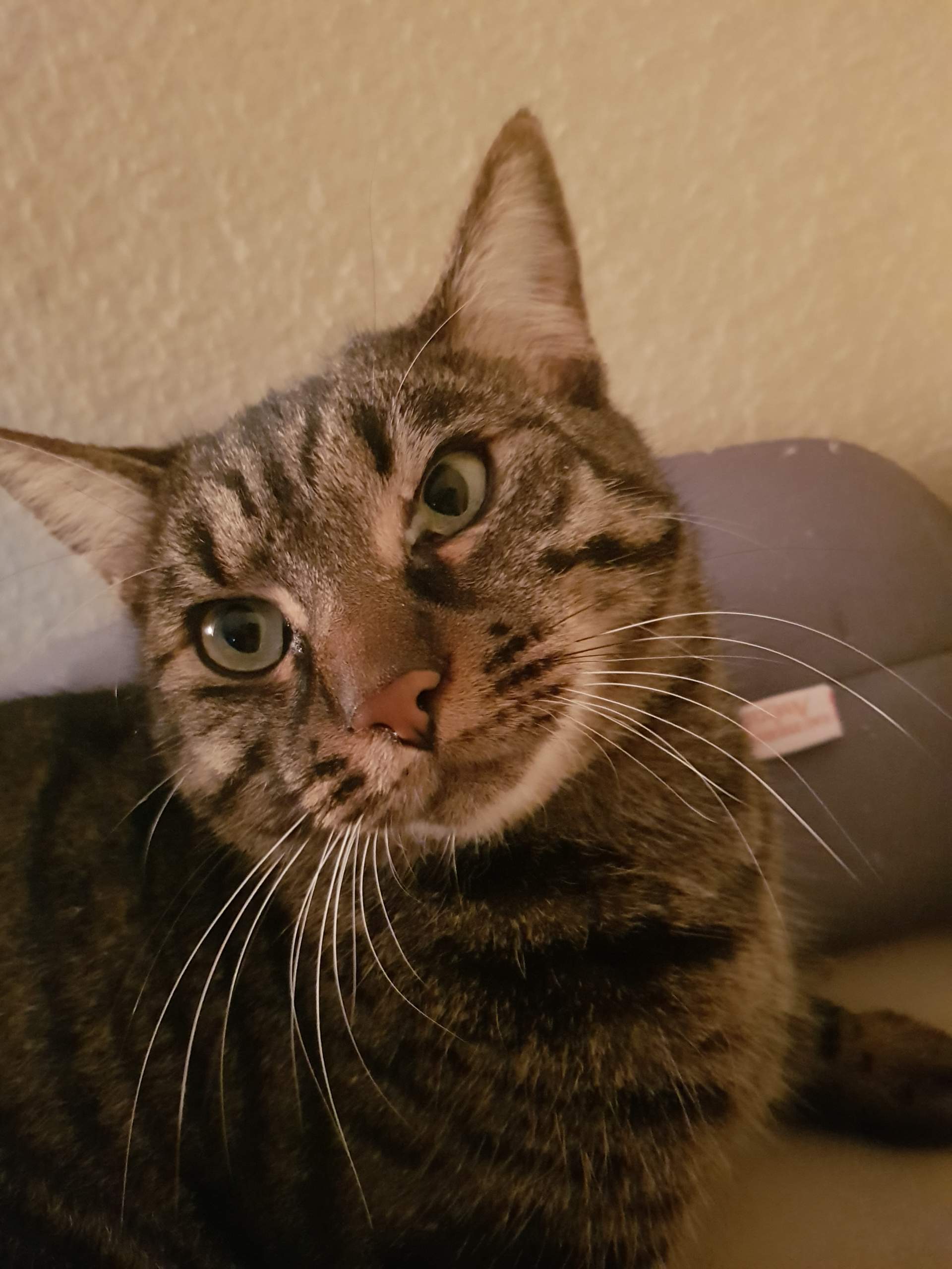 Schleim im auge meiner Katze (Fotos) soll ich zum TA? (Gesundheit und Medizin, Augen)