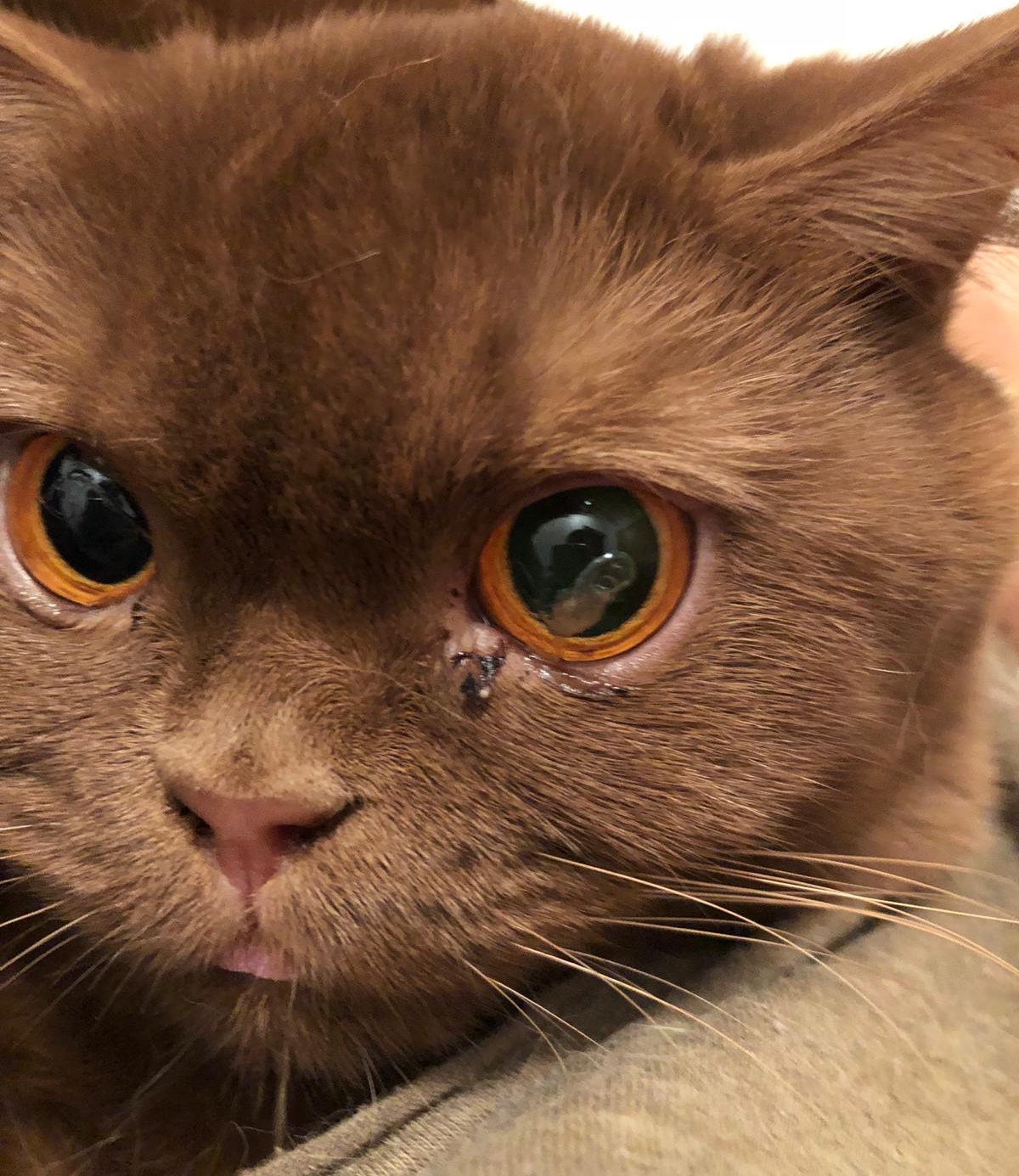 schleim im auge meiner katze gesundheit und medizin tiere augen