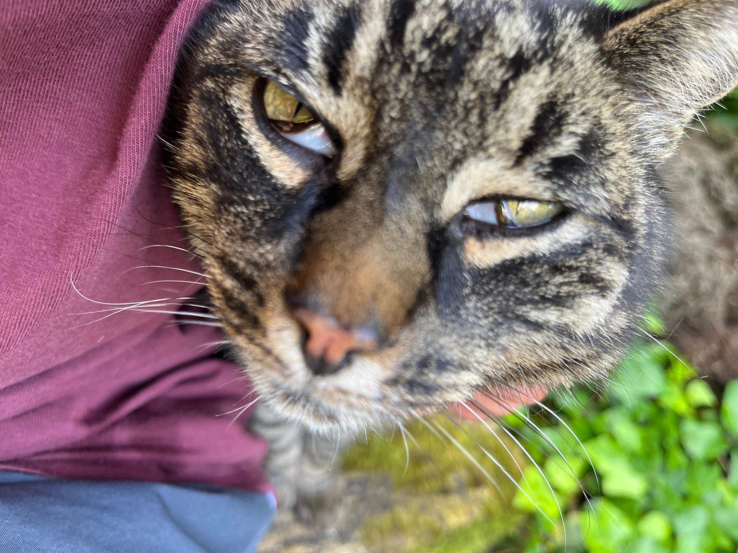 Schleim im Katzenauge? (Katze, Entzündung, Tierarzt)