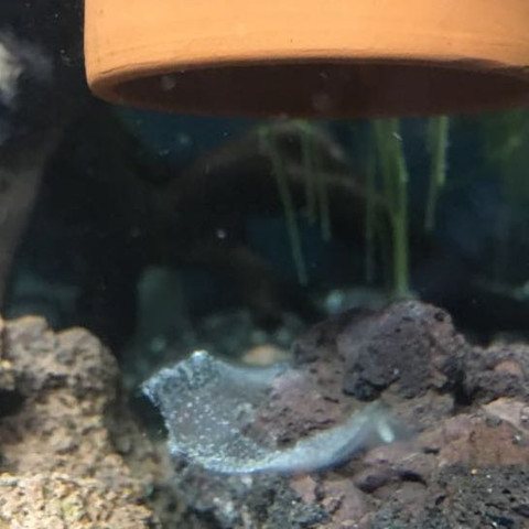 Schleim Mit Eiern Im Aquarium Fische Eier Schleim Mit Eiern Im Aquarium Fische Eier