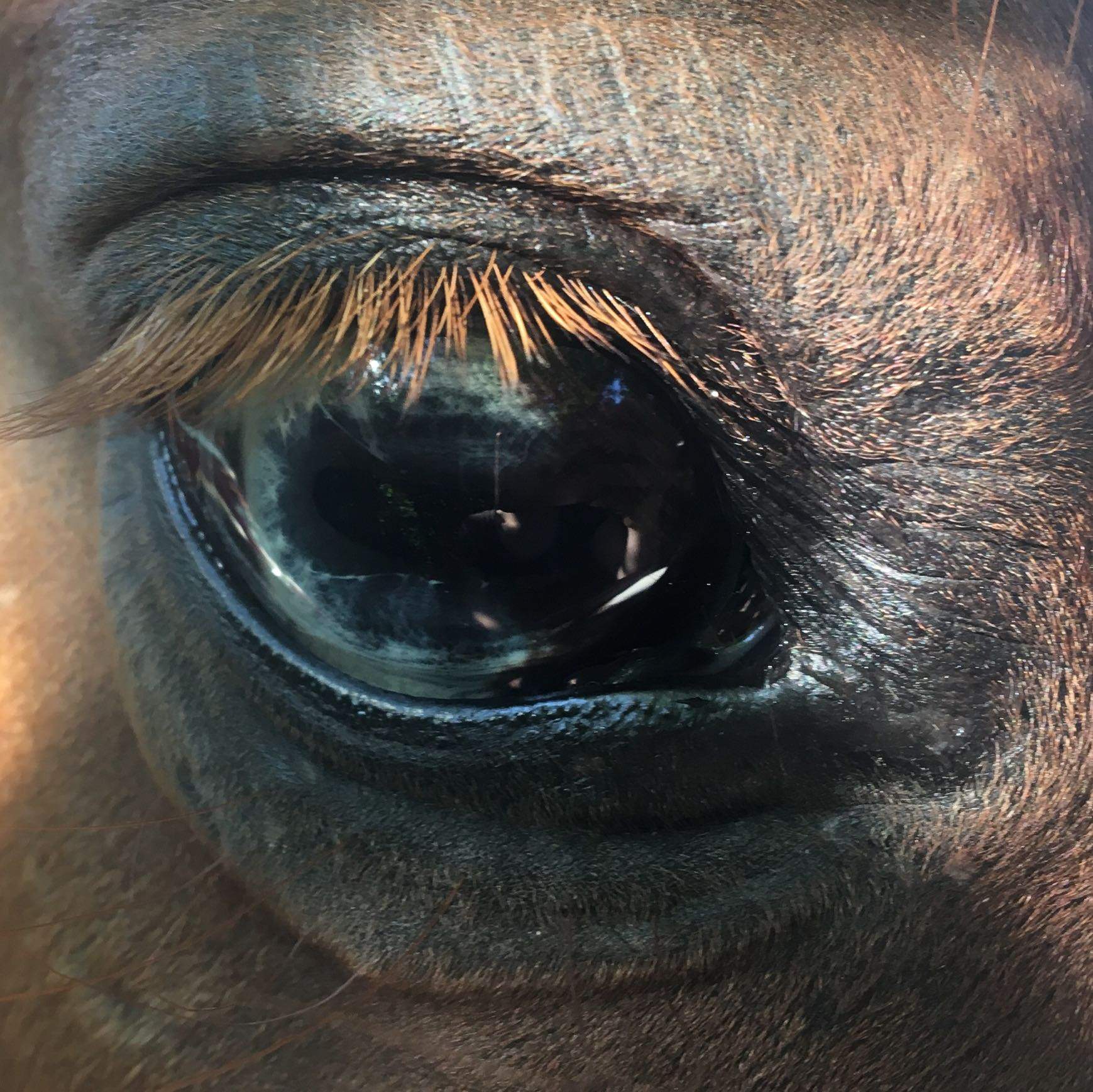 Auge Geschwollen Pferd