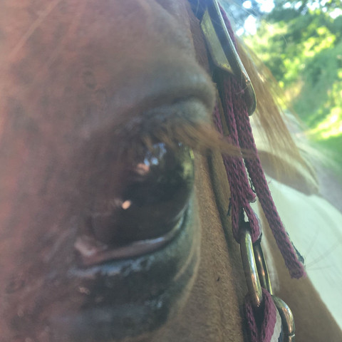 rechte Seite mit dieser dicken Haut unten am Auge - (Pferd, Reiten, Pony)
