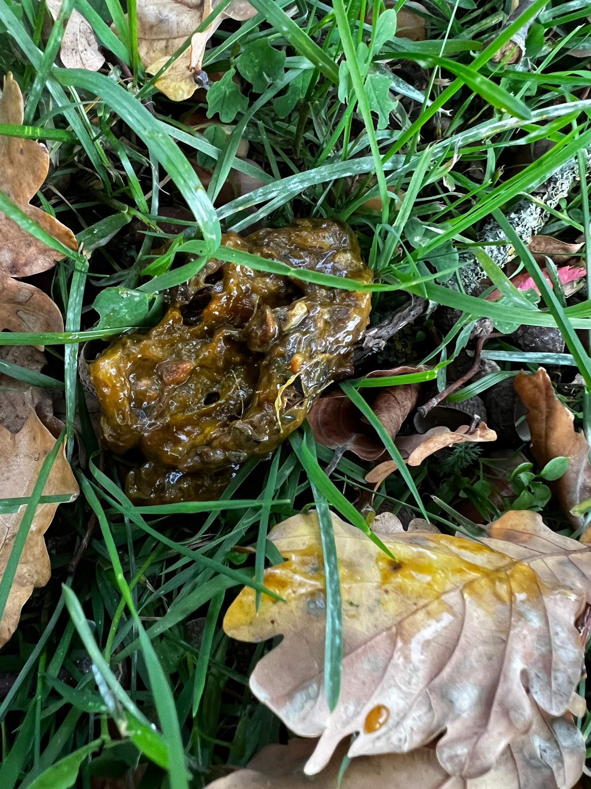 Schleimiger Hundekot? (Gesundheit, Tierarzt, Hundefutter)