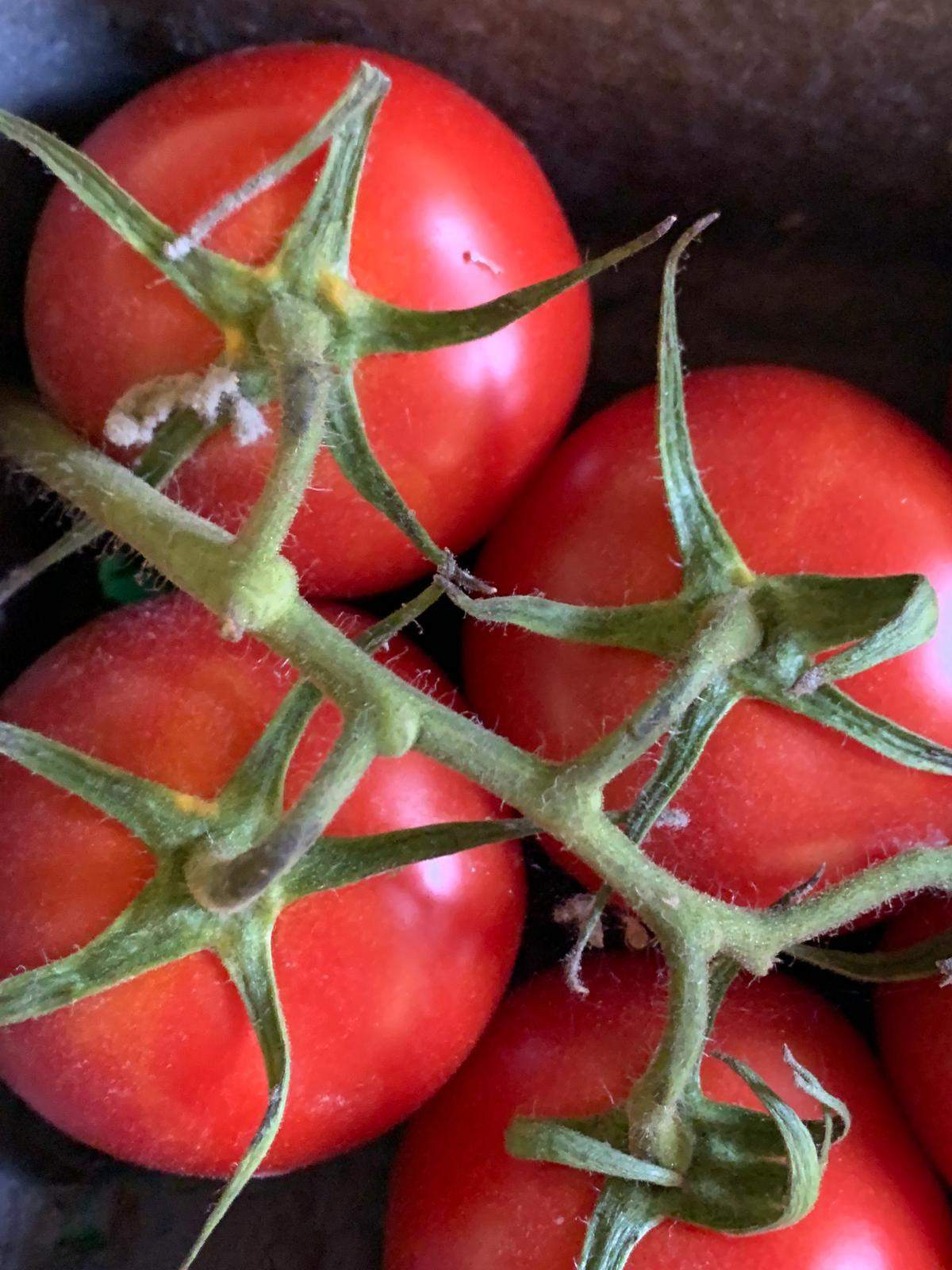 Schlimm wenn bei zwei Tomaten 🍅 nur oberflächlich Schimmel drauf war ...