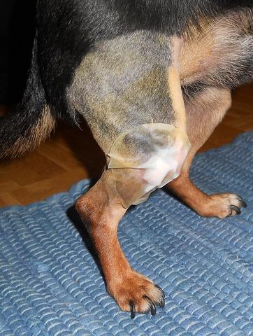 Schlimm Wenn Wundpflaster Nach Op 3 Tage Drauf Bleibt Foto Tiere Hund Tierarzt Schlimm Wenn Wundpflaster Nach Op 3 Tage Drauf Bleibt Foto Tiere Hund Tierarzt