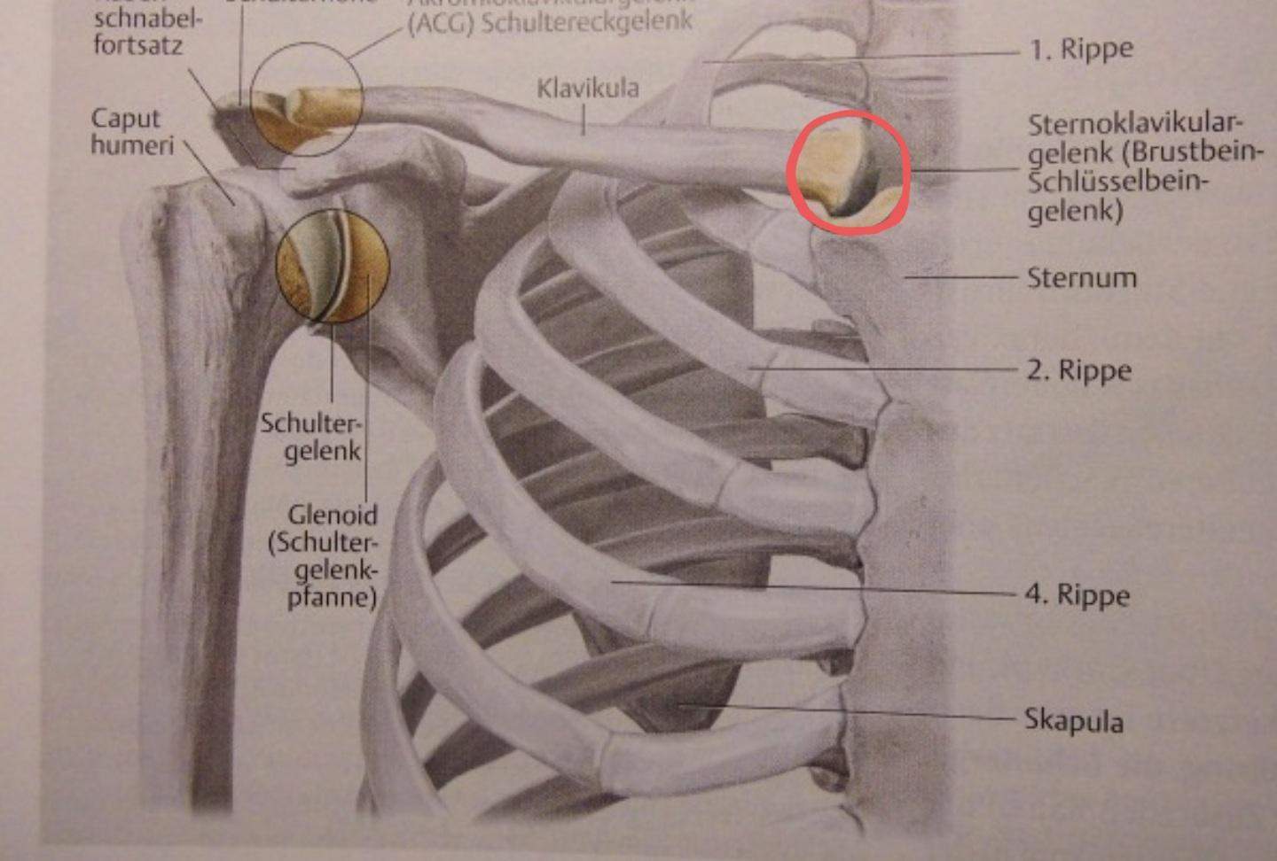 Schlüsselbein brustbein gelenk knirscht und knackst? (Gesundheit und Medizin, Gesundheit, Medizin) Schlüsselbein brustbein gelenk knirscht und knackst? (Gesundheit und Medizin, Gesundheit, Medizin)