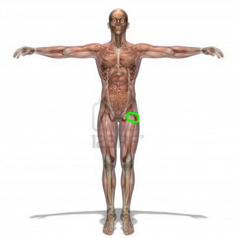 Schmerzen Anheben Oberschenkel Gesundheit Und Medizin Gesundheit Sport Schmerzen Anheben Oberschenkel Gesundheit Und Medizin Gesundheit Sport