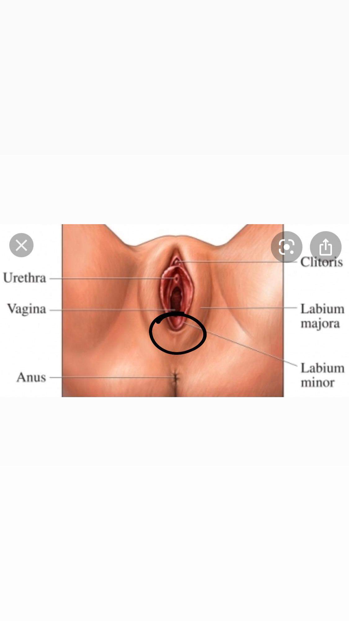 Vagina beim sex von innen