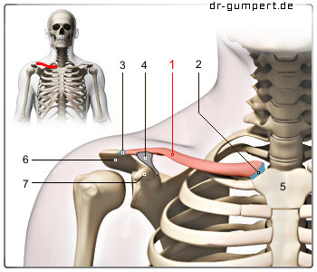Schmerzen Im Hals Schlusselbein Gesundheit Krankheit Rucken Schmerzen Im Hals Schlusselbein Gesundheit Krankheit Rucken
