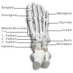 Hier eine Abbildung von den Fußknochen - (Schmerzen, Fußball, Füße)