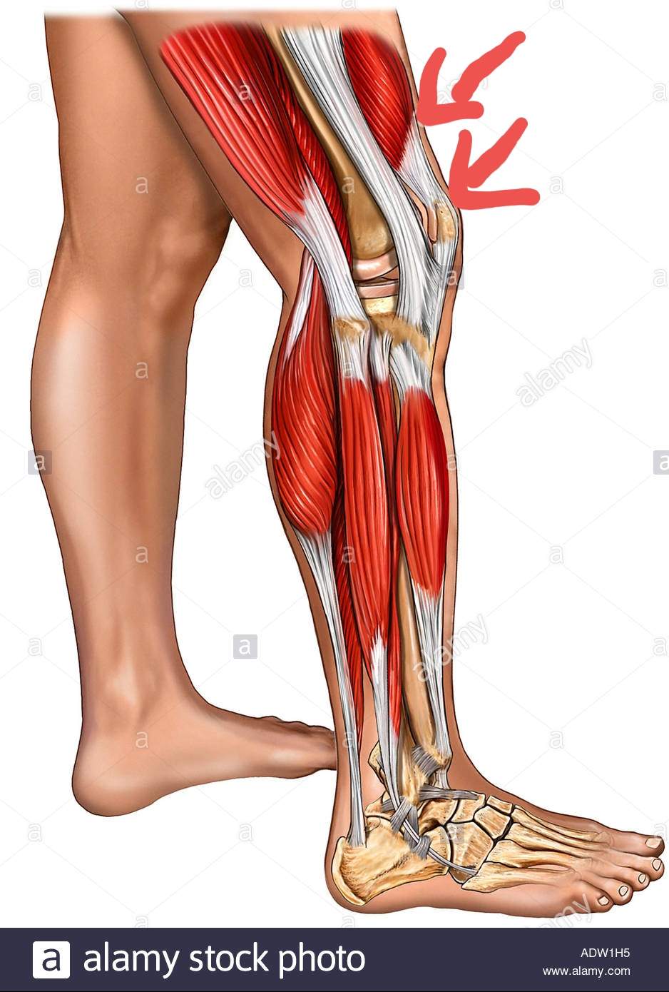 Schmerzen oberhalb des Knie beim Beugen? (Gesundheit und Medizin