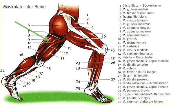 Bild 1 - (Gesundheit, Schmerzen, Beine)
