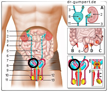 Schmerzen Unterleib Mann Was Kann Das Sein Gesundheit Krankheit Manner Schmerzen Unterleib Mann Was Kann Das Sein Gesundheit Krankheit Manner