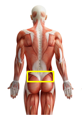 Bereich der Schmerzen - (Schmerzen, Gesäß, Unterer Rücken)