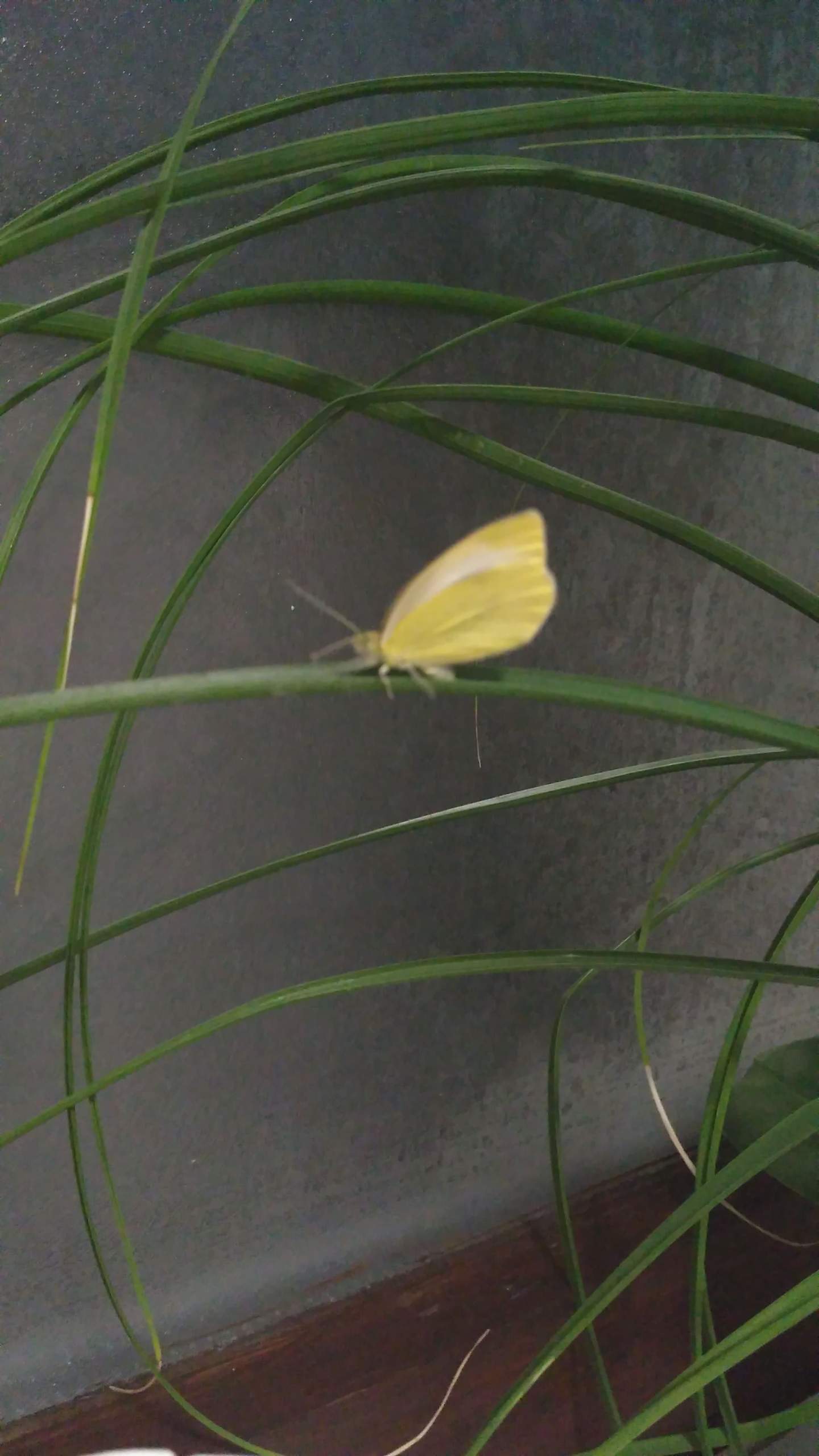 Schmetterling im Haus verirrt (November), was tun ? (Tiere