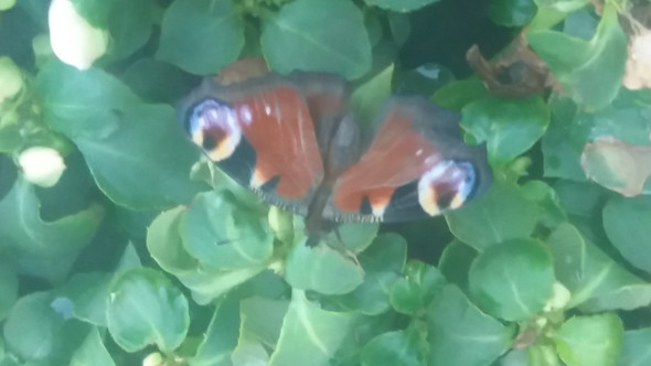Schmetterling  - (Natur, Schmetterling)