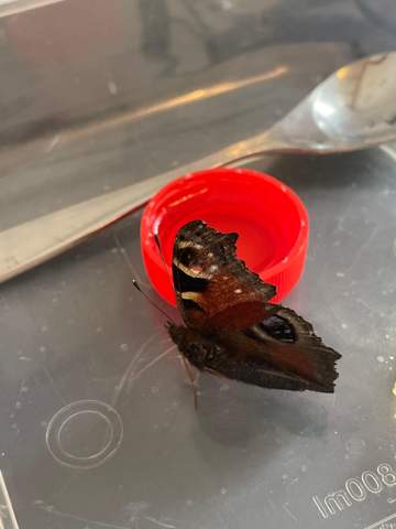 Schmetterling mit eine Flügel gefunden?