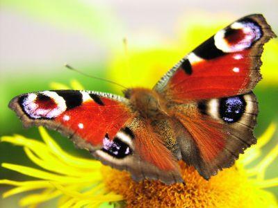 Schmetterling - (Tiere, Fotografie, Schmetterling)