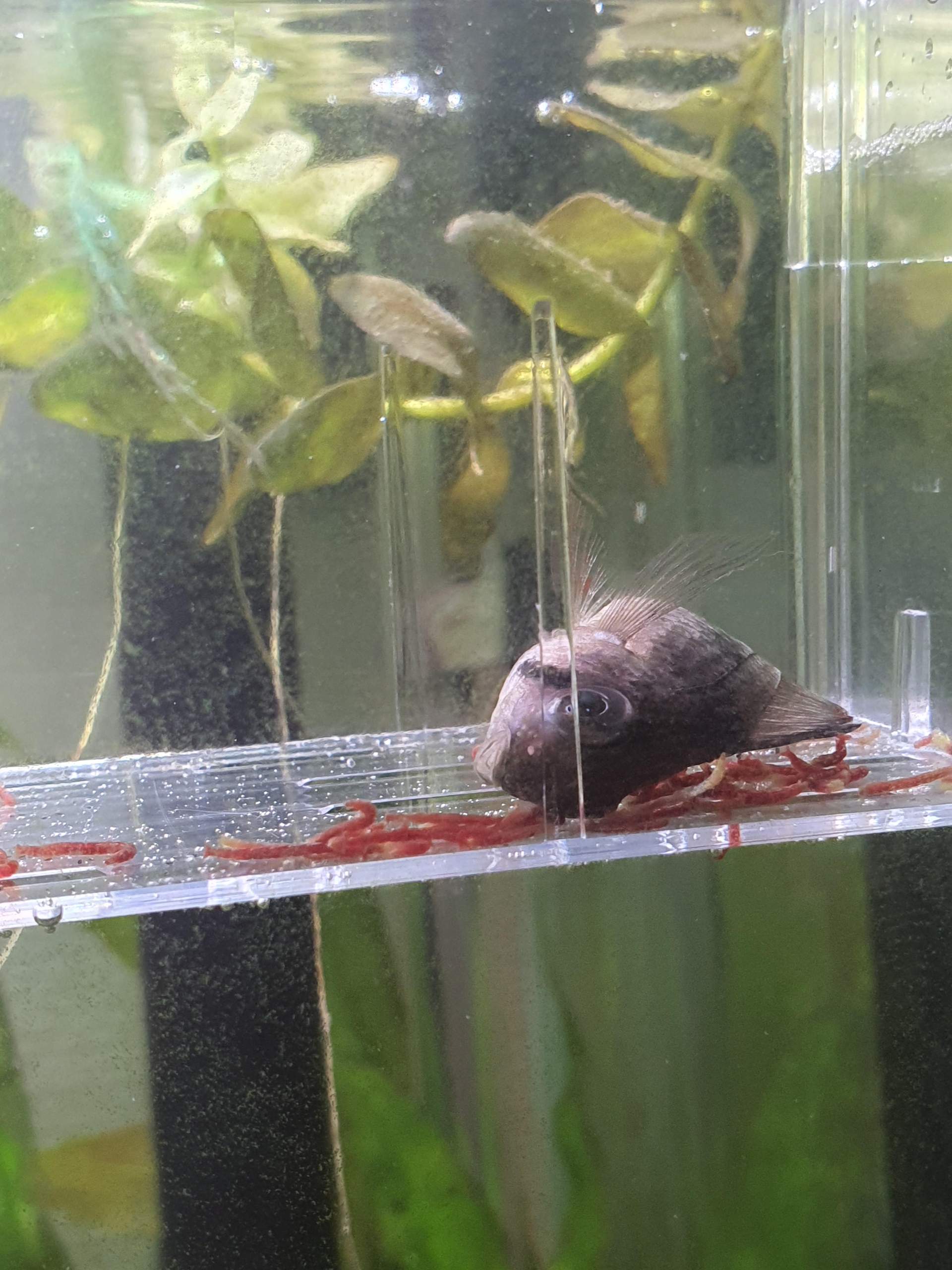Schmetterlingsbuntbarsch liegt am Boden atmet aber noch? (Fische, Aquarium)