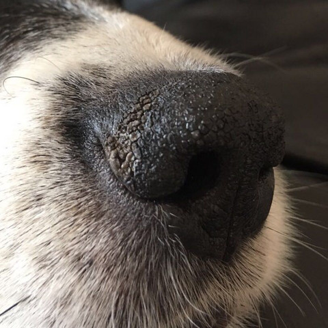 Schnauze Von Hund Sehr Trocken Haustiere Tierarzt Schnauze Von Hund Sehr Trocken Haustiere Tierarzt