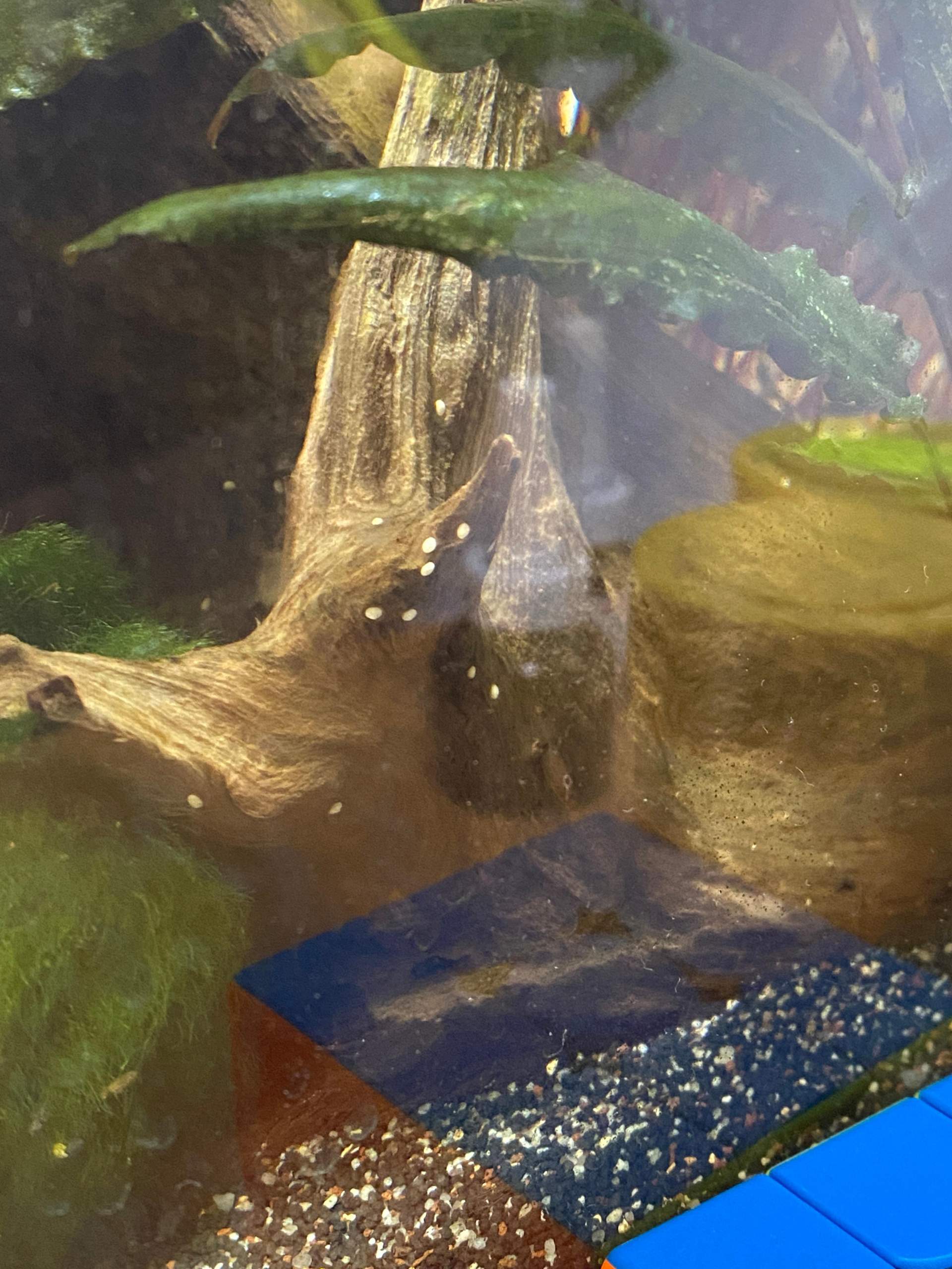 Schneckeneier im Aquarium? (Fische, Aquaristik, Schnecken)