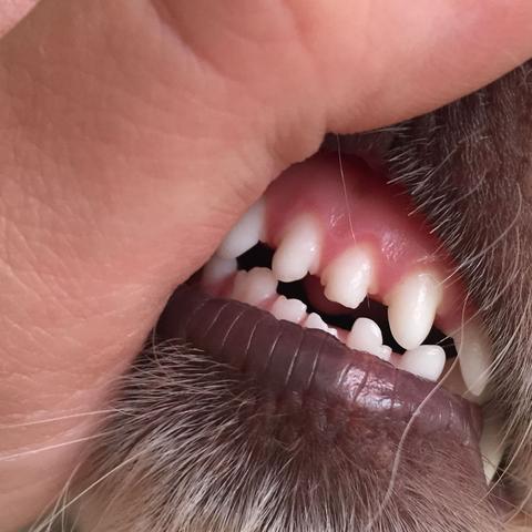 Ist Der Schneidezahn Bei Meinem Hund Abgebrochen Zahne Abbrechen