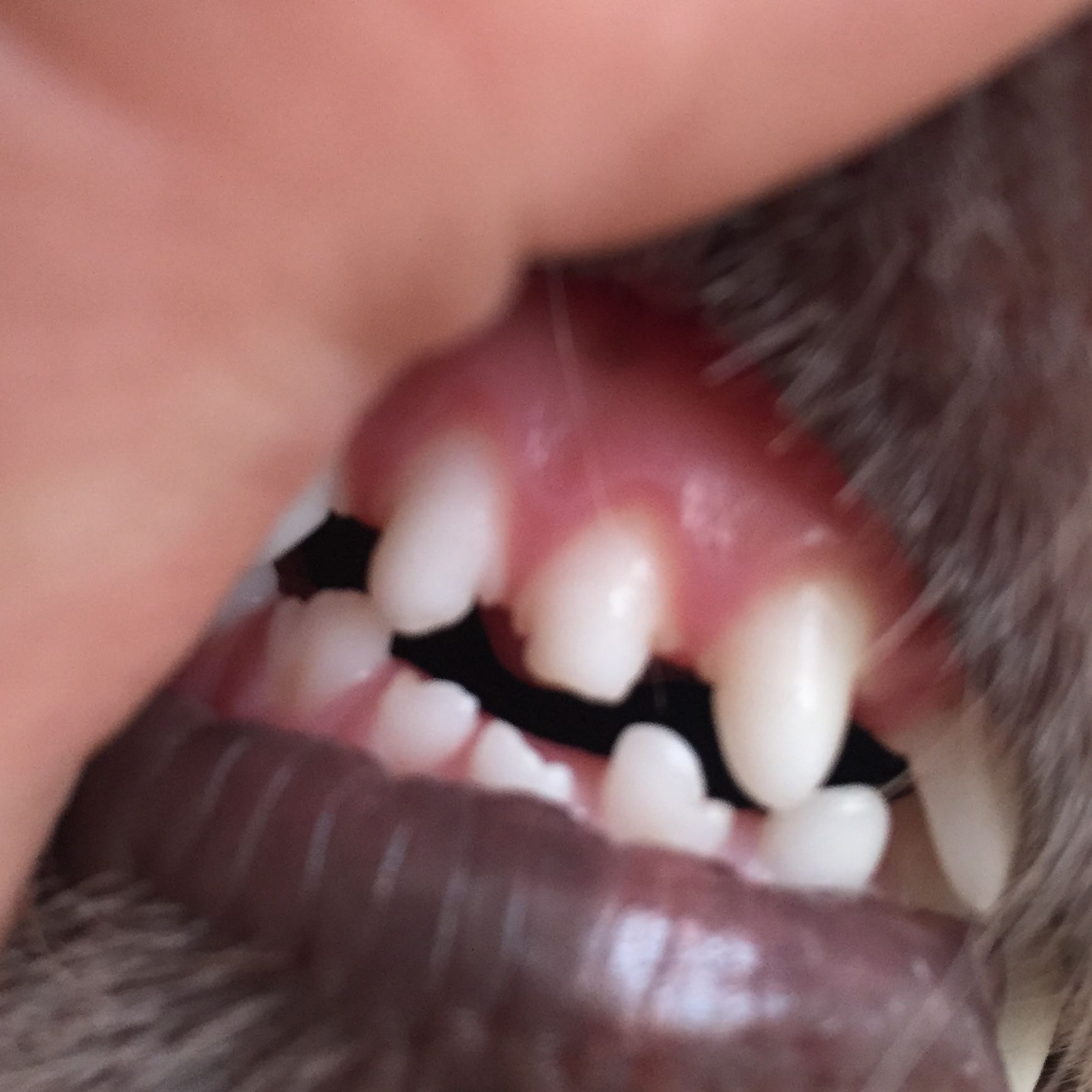 Ist der Schneidezahn bei meinem Hund abgebrochen? (Zähne, abbrechen)