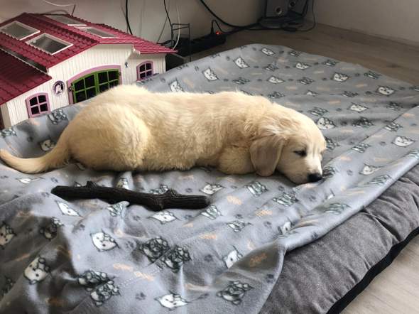 Schnelle Atmung Bei Welpen Schnelle Atmung Bei Welpen