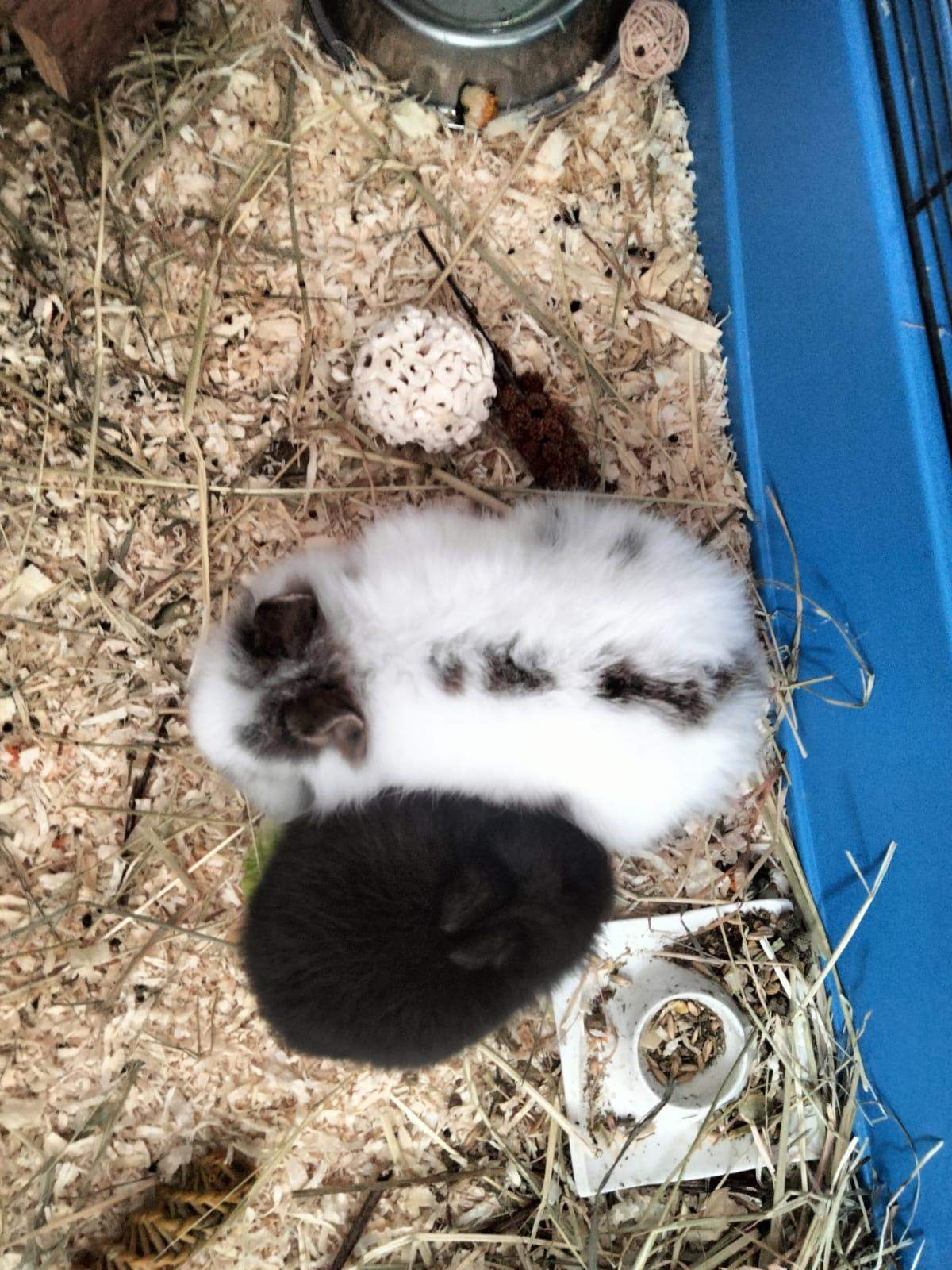 Schnelle Hilfe gesucht, kleines schwaches Kaninchen hat sonst keine ... Schnelle Hilfe gesucht, kleines schwaches Kaninchen hat sonst keine ...