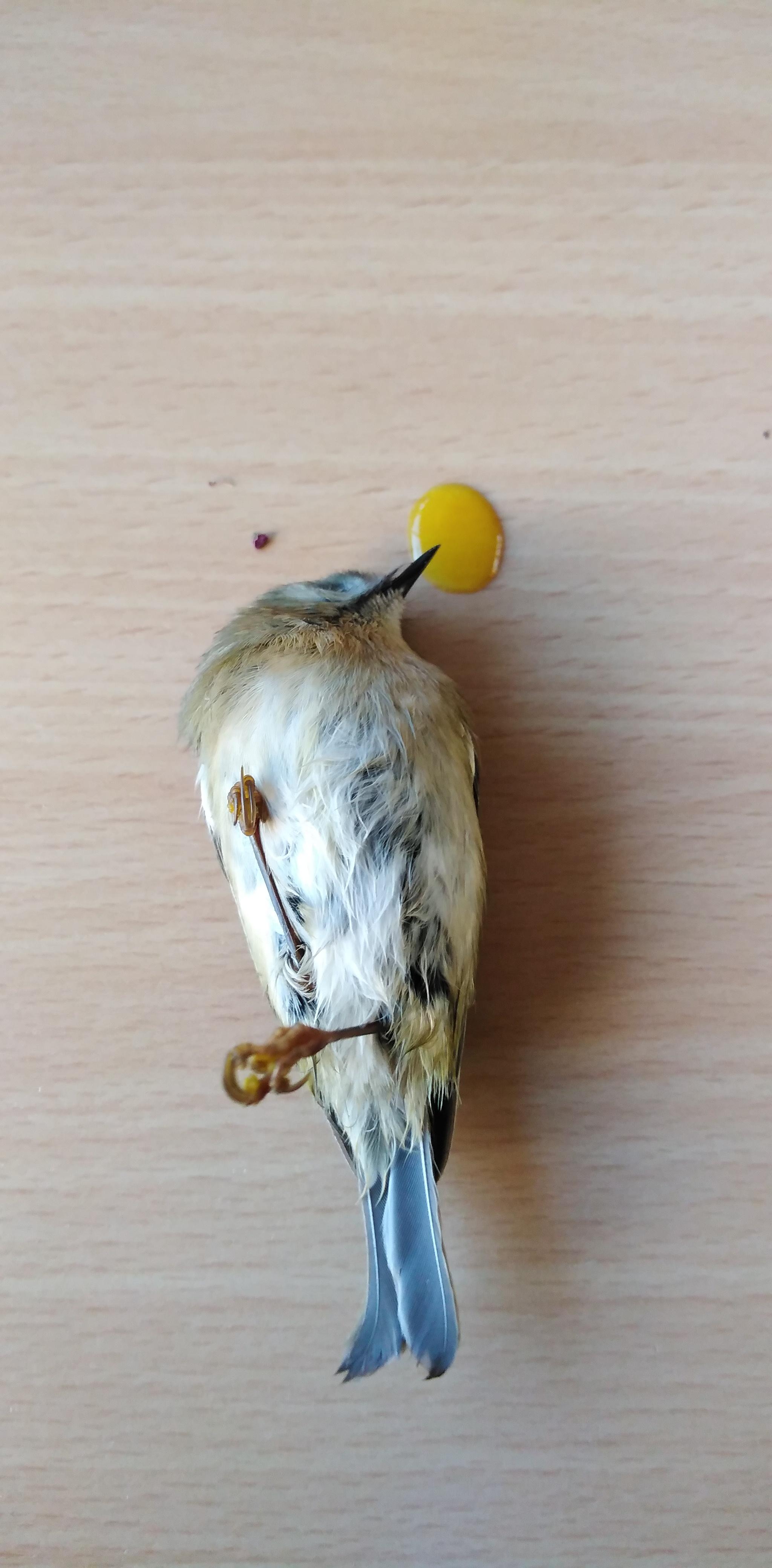 Schnelle Hilfe Verletzter Vogel Vogel