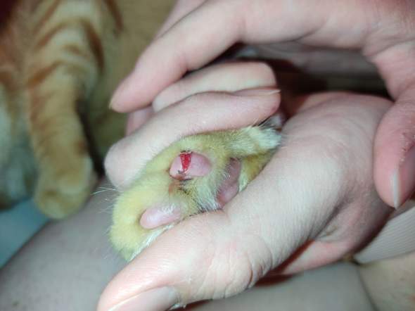 Schnittwunde Bei Katze Zum Arzt Tiere Katzen Tierarzt Schnittwunde Bei Katze Zum Arzt Tiere Katzen Tierarzt