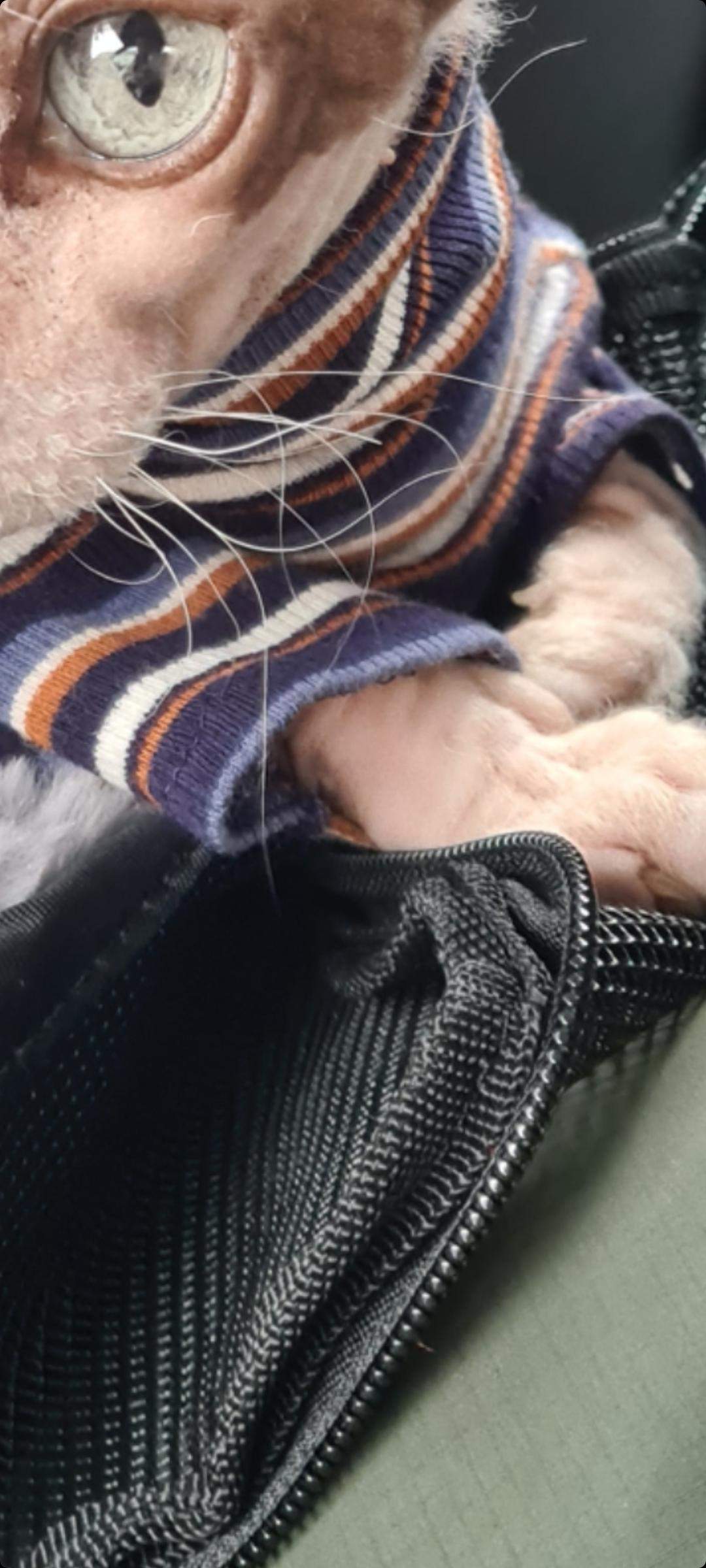 Was Passiert Wenn Man Katzen Die Schnurrhaare Abschneidet Schnurrhaare abgeschnitten? (Katze, Tierarzt, Kater)