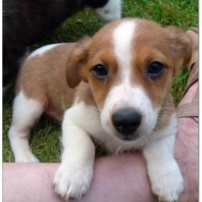 hunde namen fur jack russel terrier