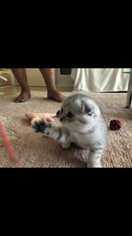 Schone Katzen Namen Weiblich Katze Katzennamen Britisch