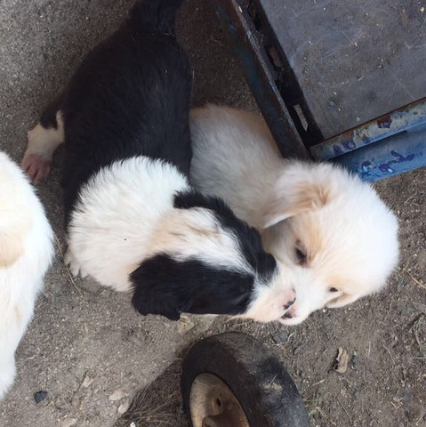 Das Mädchen ist die schwarz weiße und der rechte das Männchen  - (Hund, Name, Welpen)