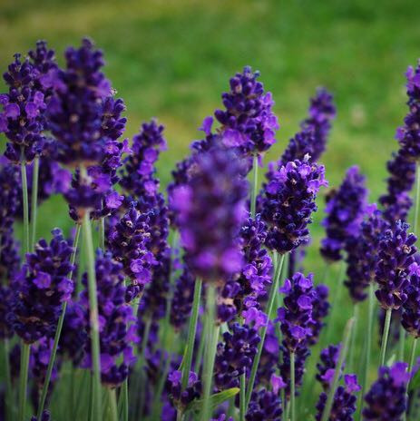 Echter Lavendel  - (Farbe, Pflanzen, Sommer)