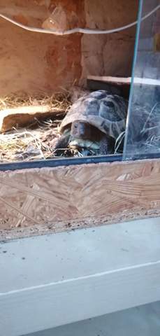 - (Tiere, Namen, Reptilien)