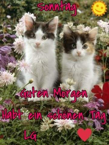 Schonen Guten Morgen Heute Zum Sonntag Wie Oft Wart Ihr Im