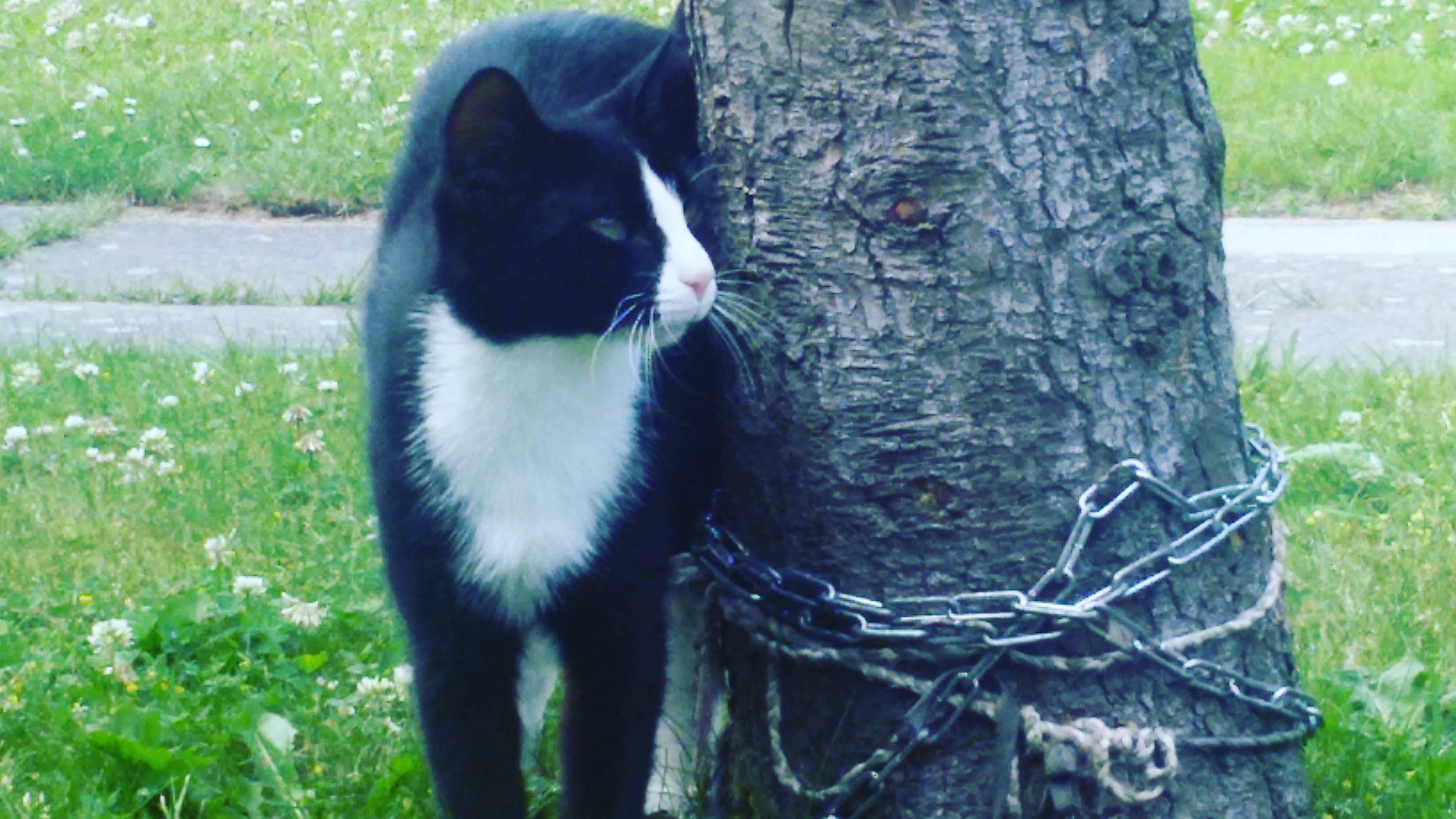 Schöner Kriegername Für Meine Katze Warrior Cats