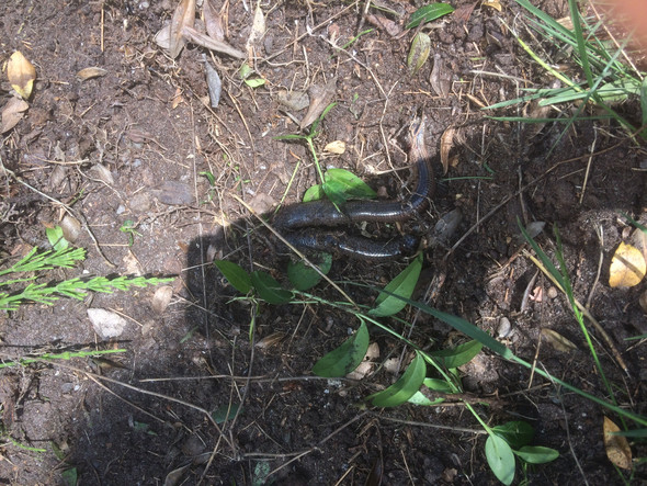 Schon Die Zweite Schlange Im Garten Die Gesichtet Wurde Schlangen