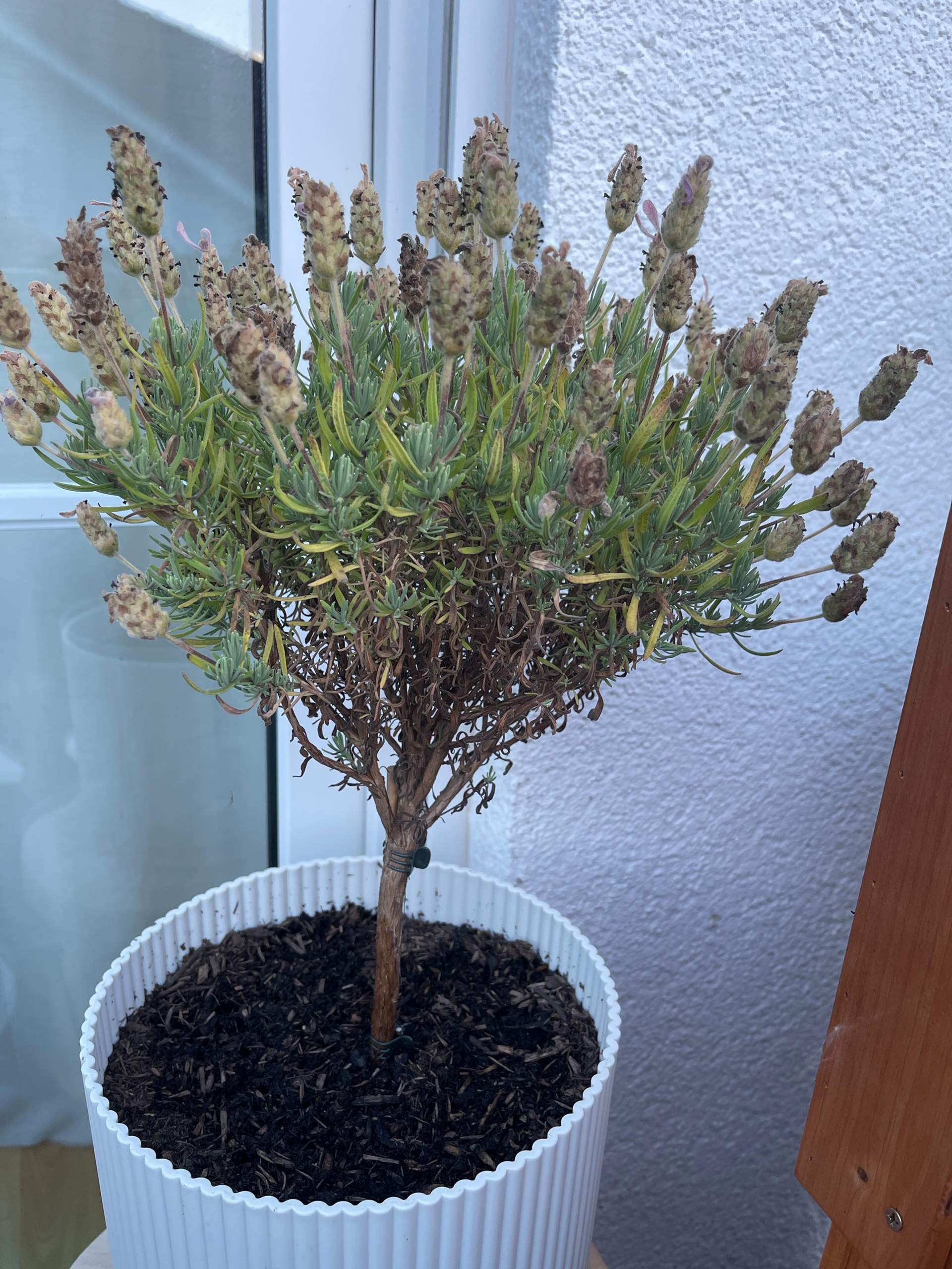 54+ Lavendel Zurückschneiden Herbst, Im idealfall schneidest du