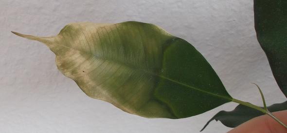 Ficus benjamina - (Pflanzen, Zimmerpflanzen, Gärtnerei)