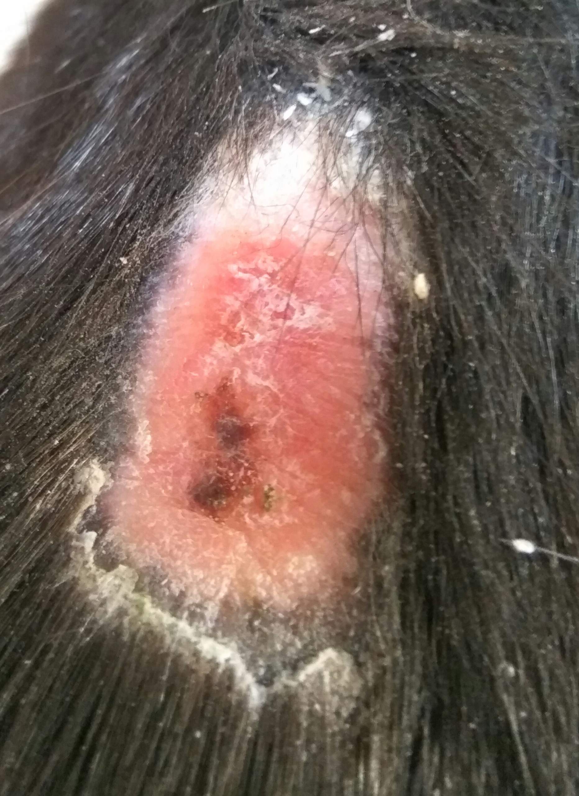 Schürfwunde am Pferd geht immer wieder auf ? (Wunde, Pony)